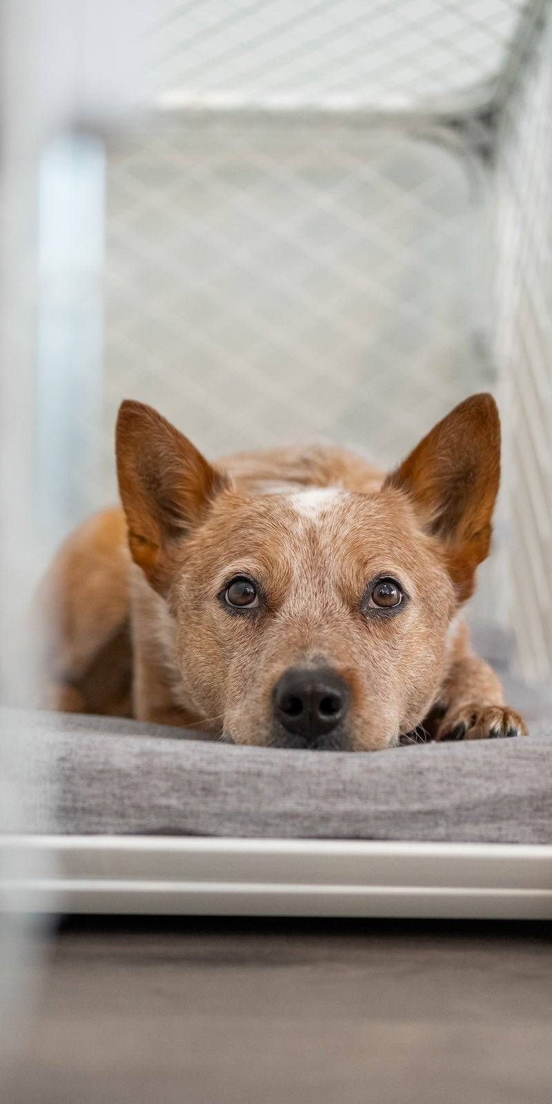 Diggs — winning pet Shopify store